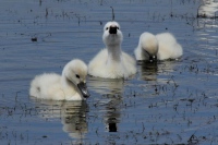 Cygnes juvéniles