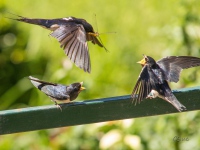 Feeding swallows