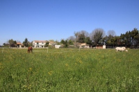 chevaux au pré en avril