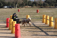 initiation à l'attelage 