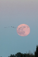passage de cigognes devant la lune
