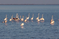 flamants roses