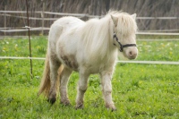 poney shetland Extreme