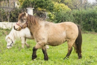 poney shetland Iris