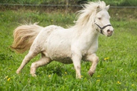 poney shetland Minka