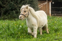 poney shetland Wyske