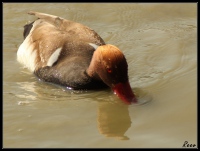 Nette rousse 