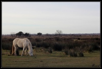 Cheval race Camargue