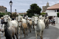 Fête du cheval Fête du cheval