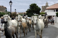 Fête du cheval